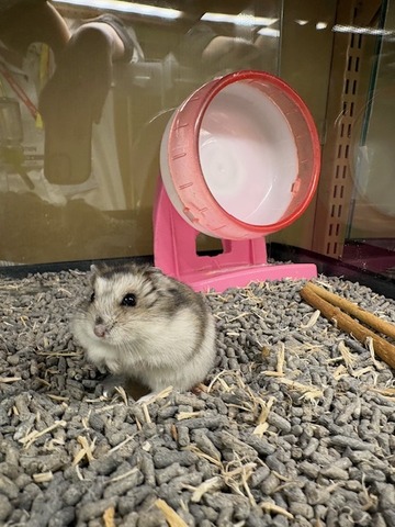 ジャンガリアンハムスター