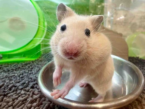 キンクマハムスター🐹