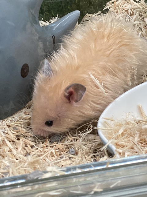 新入り🐹✨Part.2