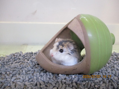 ロボロフスキーハムスター🐹