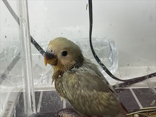 コザクラインコ