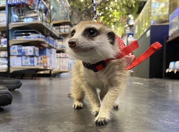 ミーアキャットとネザーランドドワーフ 小動物専門店nature S
