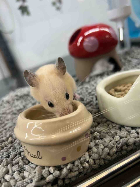 キンクマハムスター