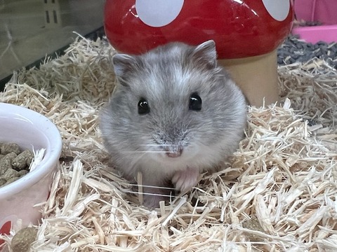 ジャンガリアンハムスター【ブルーサファイヤ】🐹