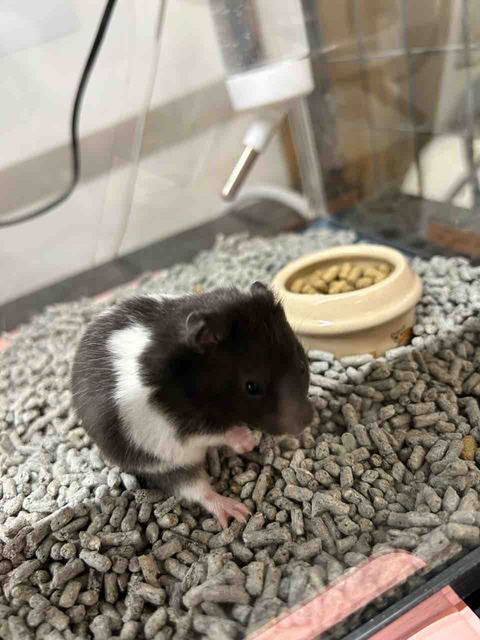 カラーゴールデンハムスター🐹