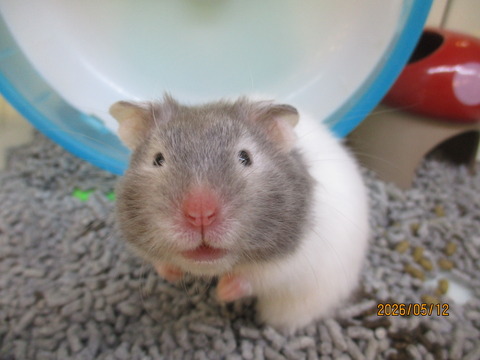 つぶらな瞳😊