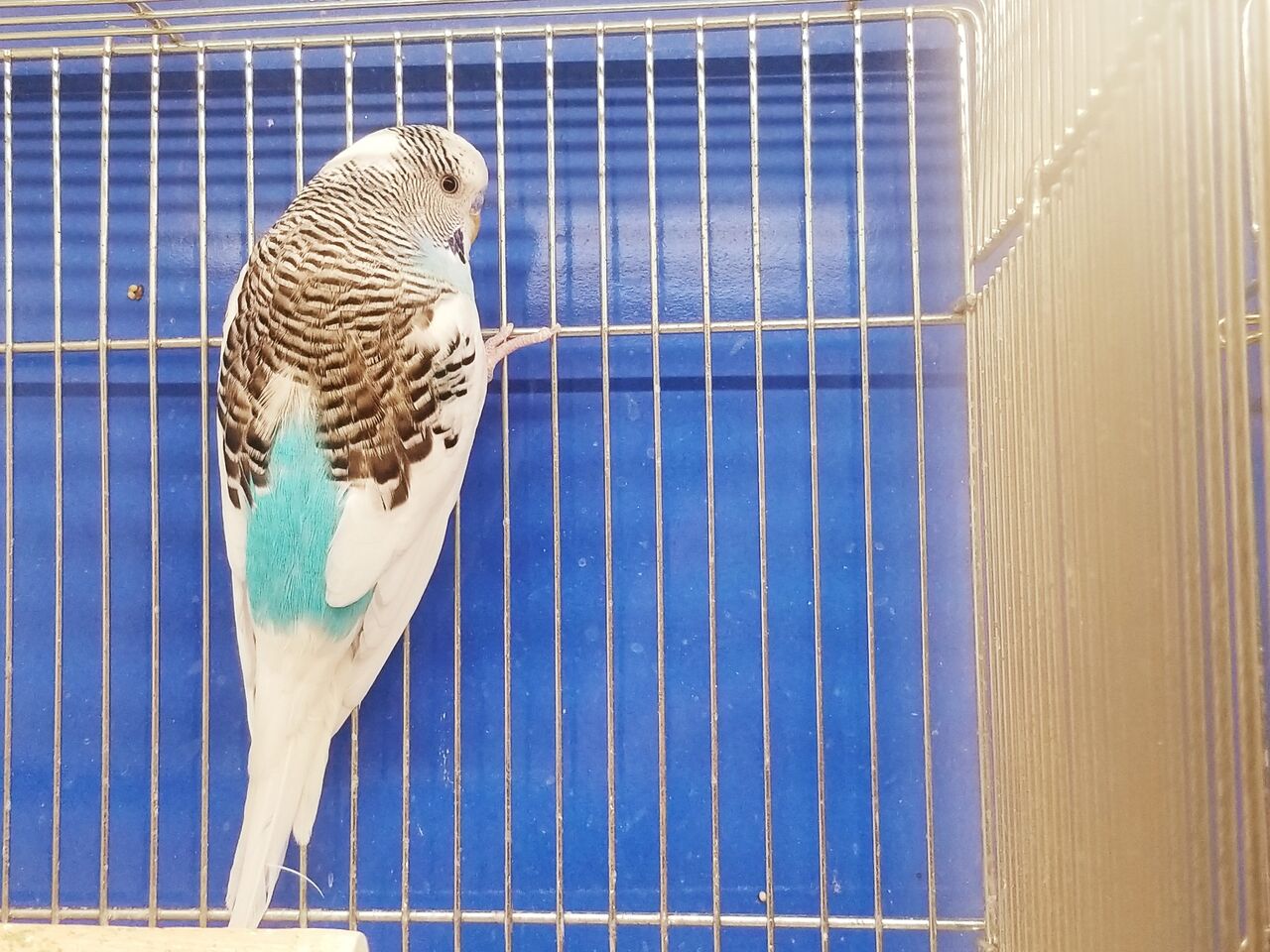 ハーフ ジャンボ セキセイ インコ