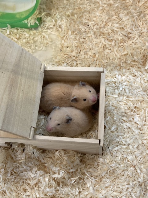 キンクマハムスター