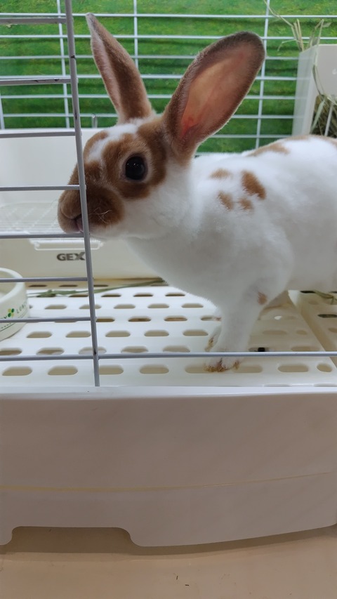 ミニレッキス