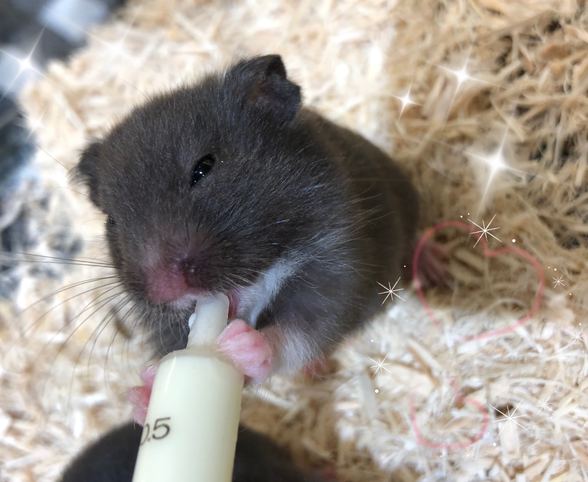 クロクマあかちゃんˊᵕˋ)੭❤︎ : 小動物専門店NATURE'S