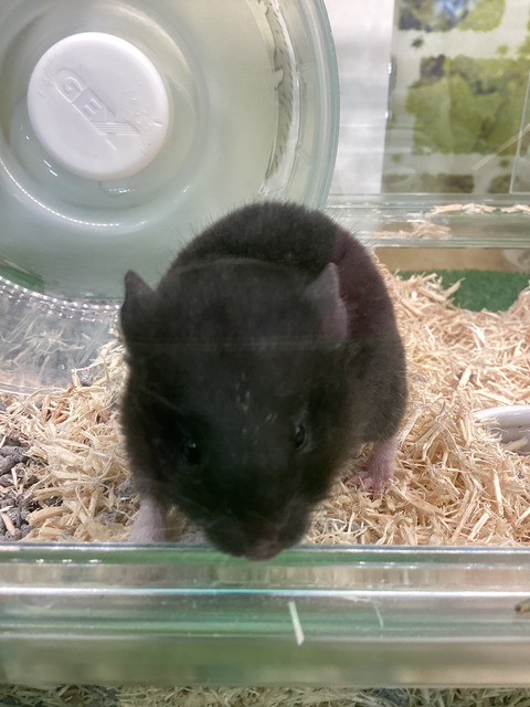 寝起きのハムスターさん🐹