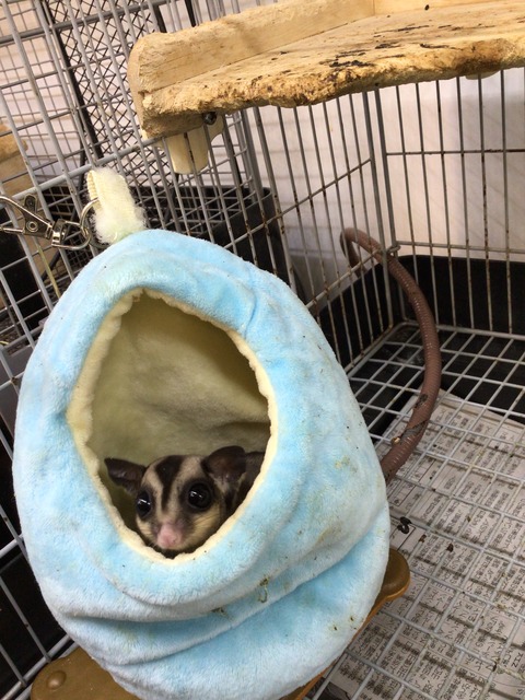 フクロモモンガ