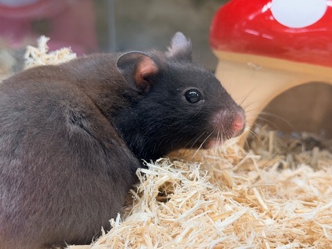 ゴールデンハムスター【クロクマ】🐹