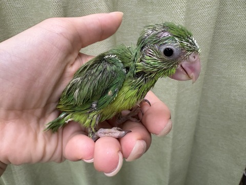 ☆セキセイインコのヒナ達のご紹介☆