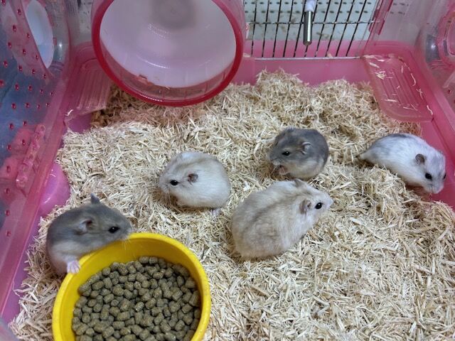 ハムスターさん専用　参考写真 ハムスターHamster】2年半に亘って探究・改造してきたケージを
