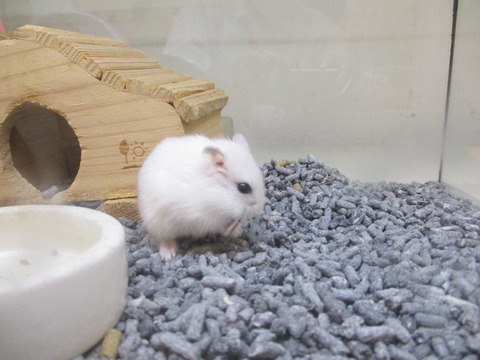 ジャンガリアンハムスター