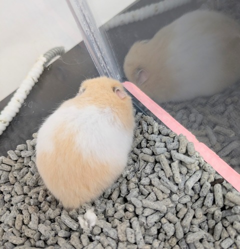 カラーハムスター