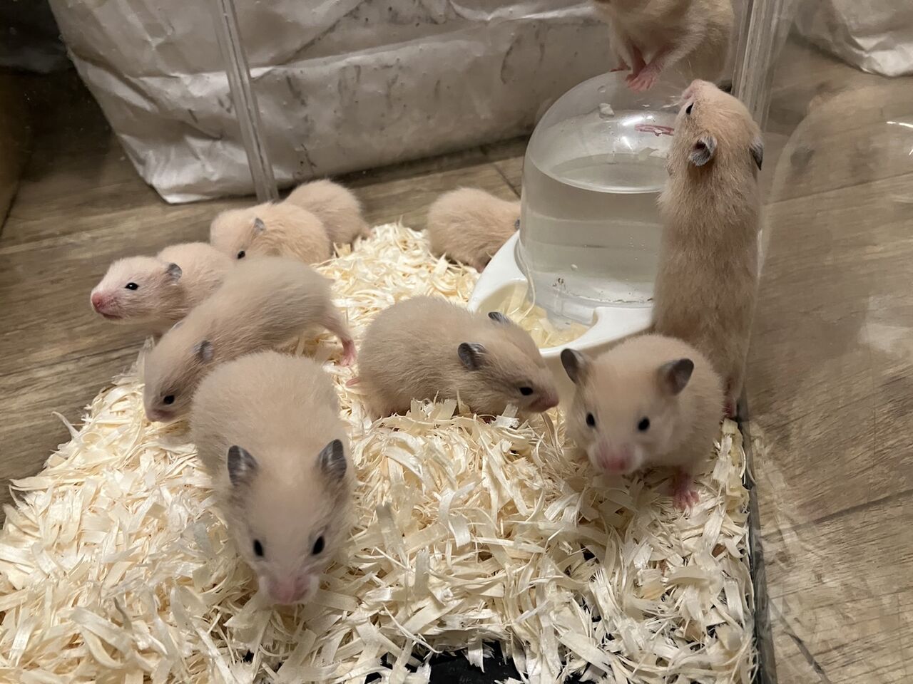 キンクマハムスター🍒ベビー : 小動物コーナー
