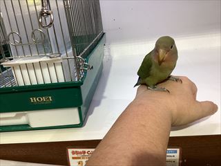 鳥かごデビュー！！