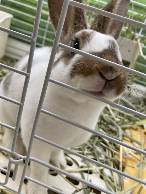 ミニレッキスラビット