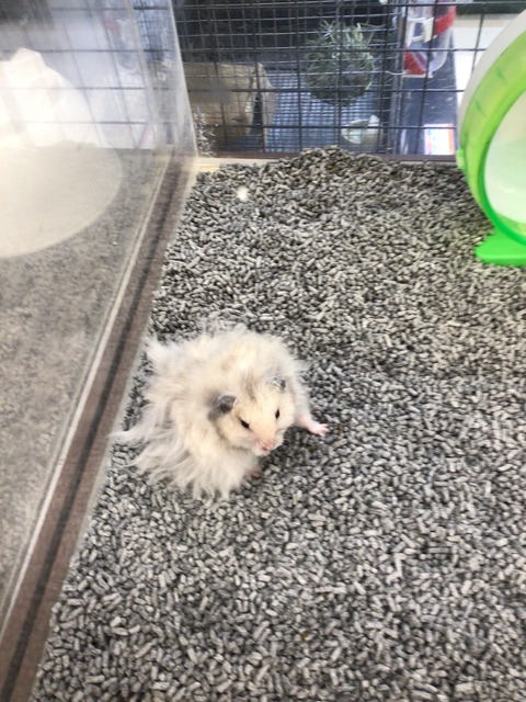 長毛ハムスター