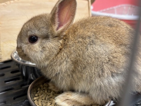 ネザーランドドワーフ（血統書付き）