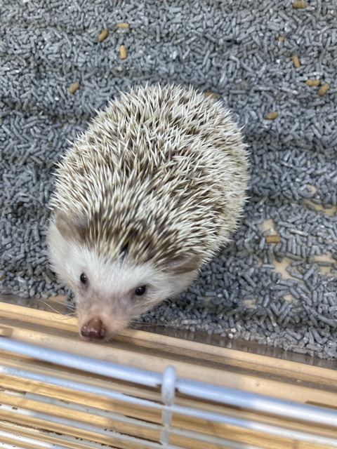 とげとげもちもち