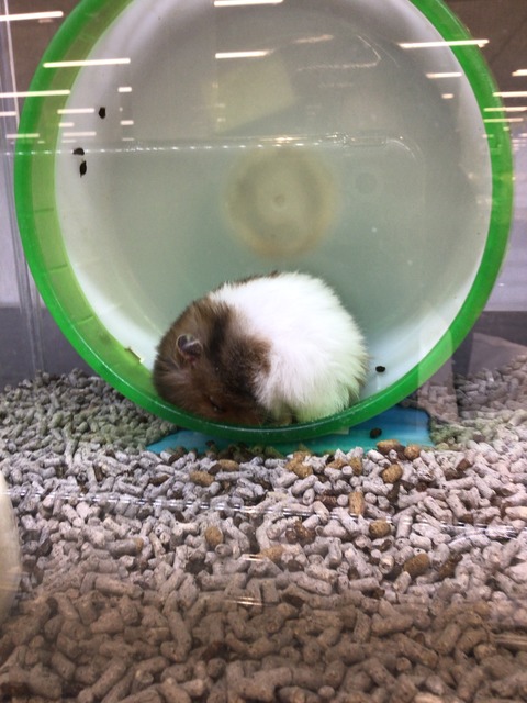 長毛ハムスター