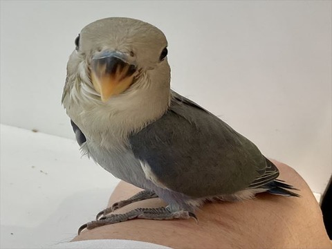 コザクラインコ（バイオレット）