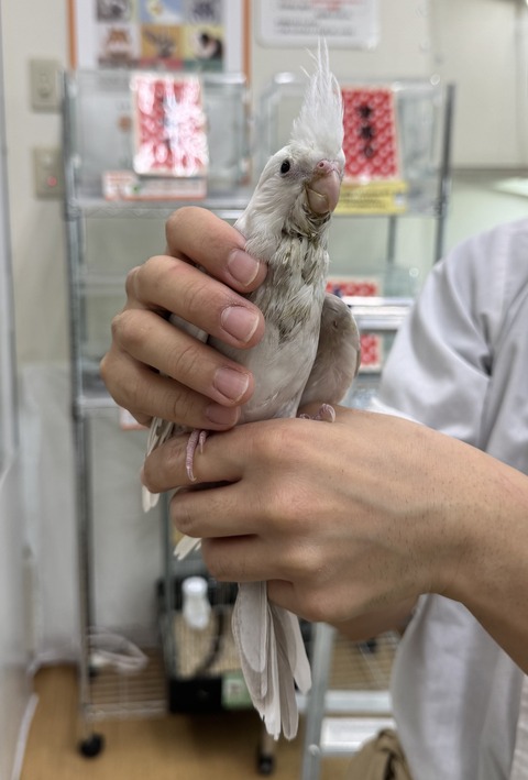 ☆オカメインコのヒナのご紹介☆