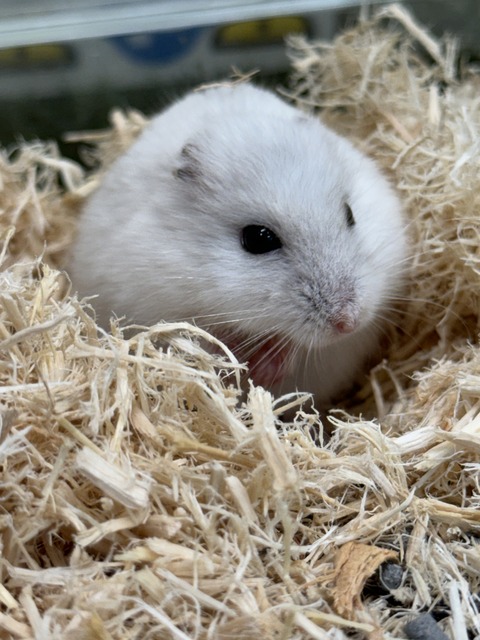 おまんじゅうさんたち🐹