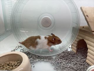 ゴールデンハムスター