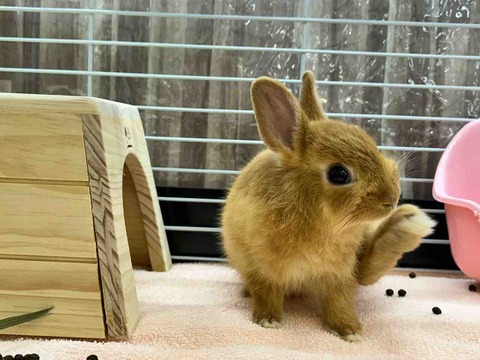 ネザーランドトワーフ🐰