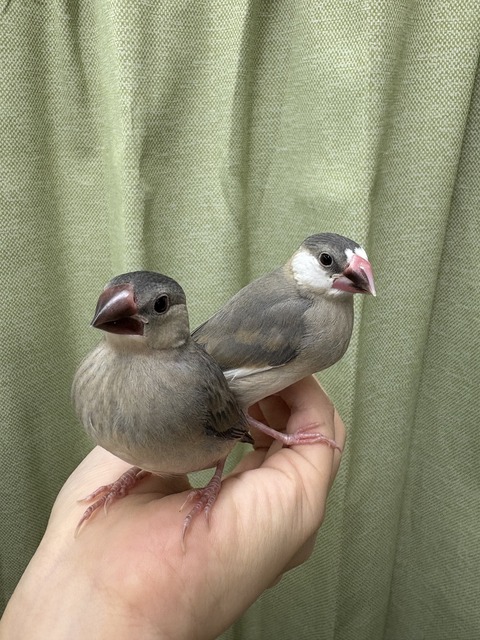 ☆オカメインコさん、文鳥さんのご紹介☆
