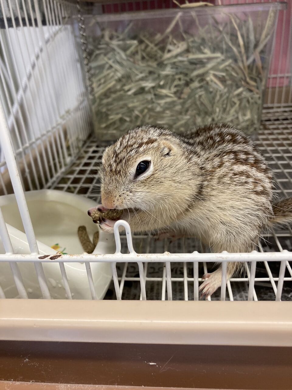 ジュウサンセンジリス 小動物専門店nature S