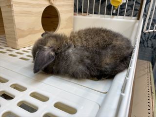 新しい子仲間入り(*´ω｀)