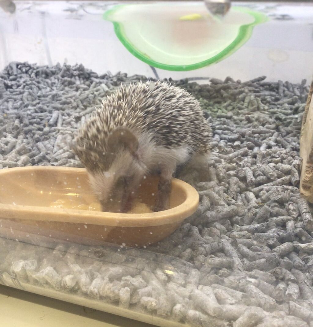 ハリネズミ 小動物専門店nature S