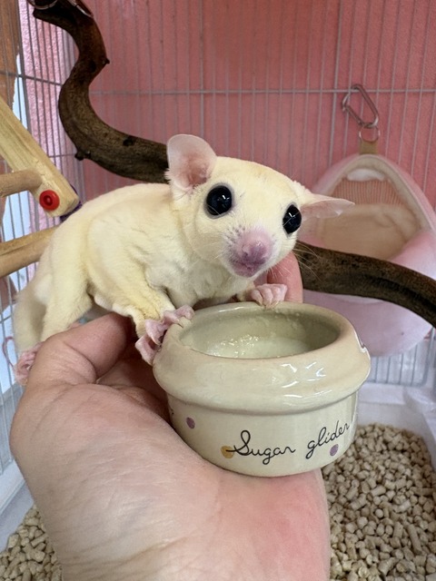 モモンガリューシ
