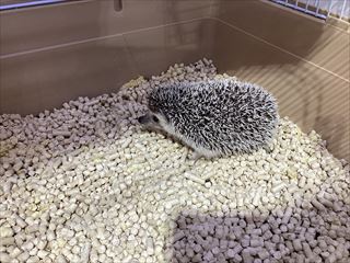 トゲトゲさん！