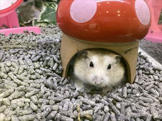 可愛いハムスターさん！！