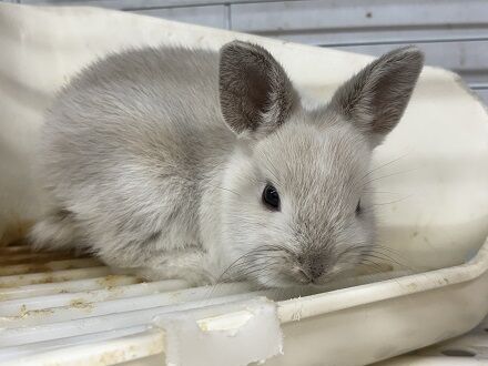 今週の小動物さん
