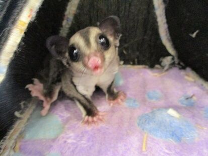 モモンガですか 小動物専門店nature S モモンガですか 小動物専門店nature S