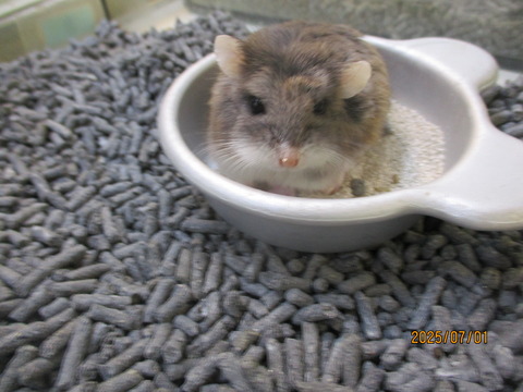 ロボロフスキーハムスター