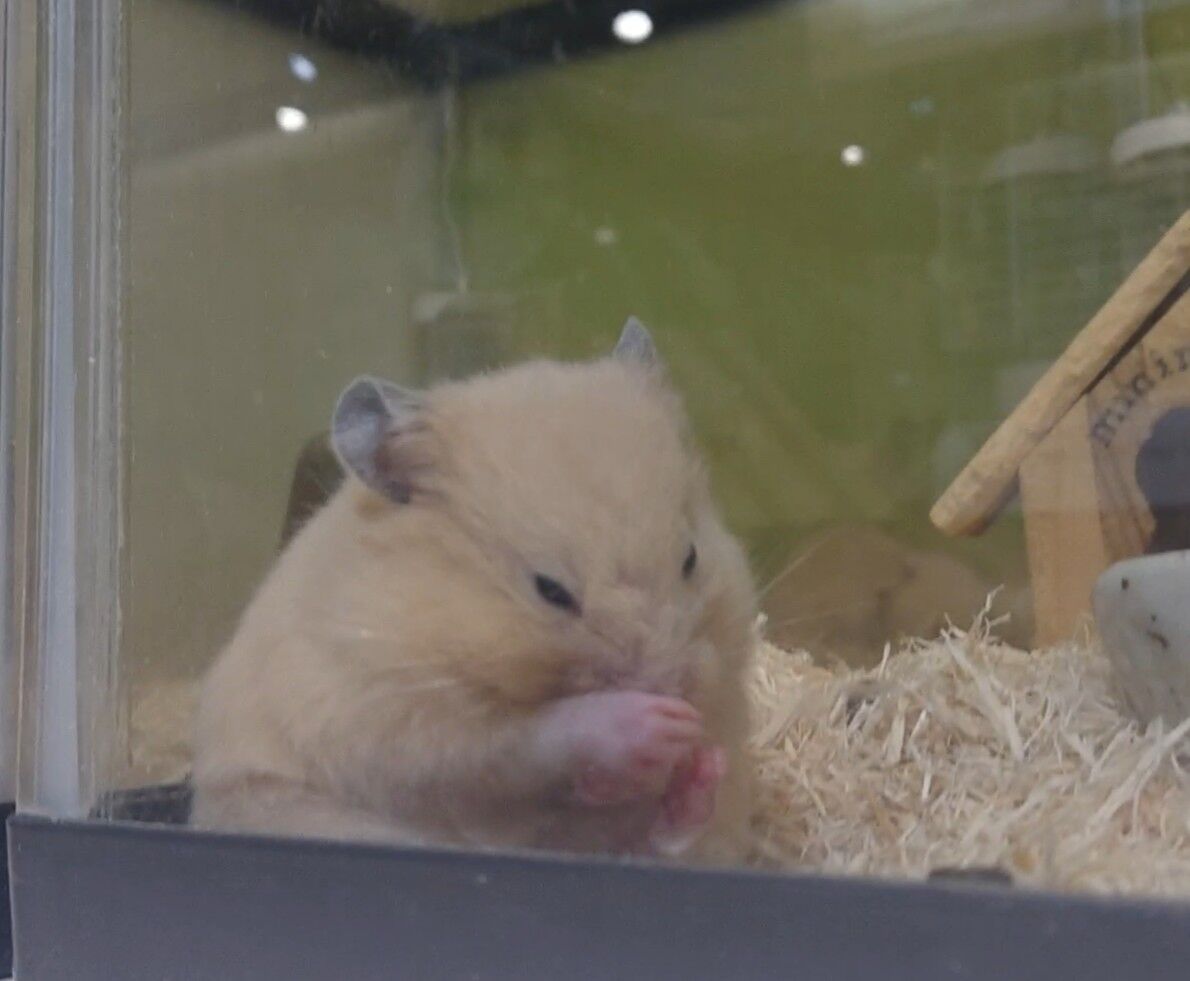ゴルハムさん ㅈ 小動物専門店nature S