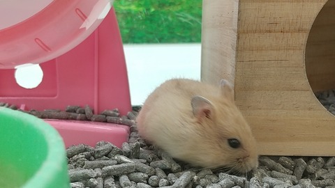 プディングジャンガリアン来ました！