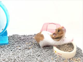 ゴールデンハムスター🐹
