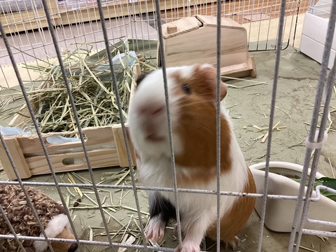 モルモットさん