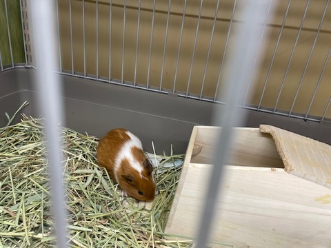 イングリッシュモルモット