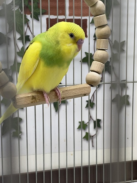 ブランコに😉