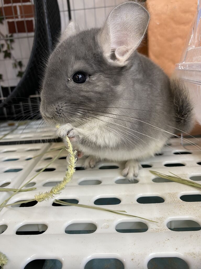 新入荷 チンチラ バイオレット : 小動物専門店NATURE'S